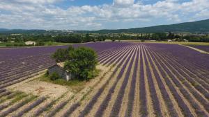 B&B / Chambres d'hotes La Bastide des Bourguets - Adults Only : photos des chambres