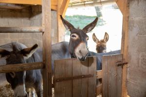 Sejours a la campagne La Maison du Bonheur Roulotte : photos des chambres