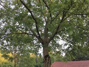 B&B Op t Eikenschoor