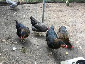 B&B Op t Eikenschoor