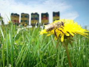 Počitni&scaron;ka hi&scaron;a Zagroda Warmińska Pszczoła Purda Poljska