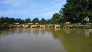 Maisons de vacances Petit gite a la ferme : photos des chambres