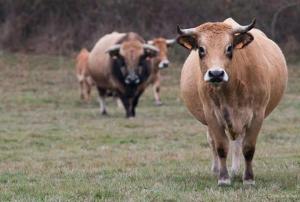 Maisons de vacances Petit gite a la ferme : Maison de Vacances