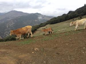 Luxury Chalet Vila on Mountain Top with great view Achaia Greece