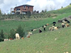 Luxury Chalet Vila on Mountain Top with great view Achaia Greece