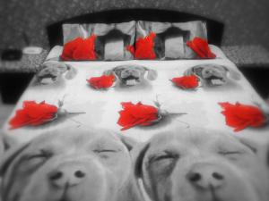 Sweet Home Apartment