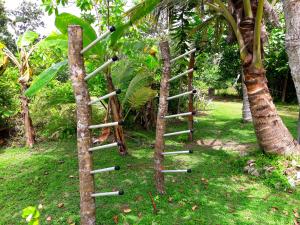 Coconut Grove - Midigama