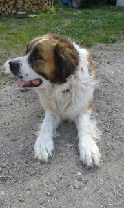 Agroturystyka Pod dębem