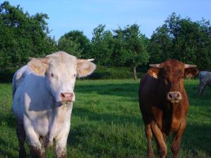 B&B / Chambres d'hotes L'Etape Normande : photos des chambres