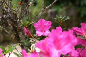 Pousada Solar dos Anjos