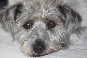 Tammwarftshof - Pellworm