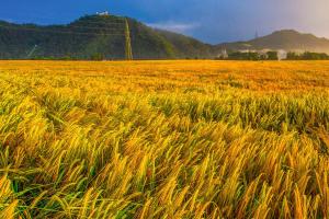 Goldenfields apartment