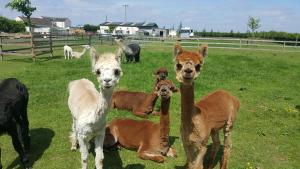 Marshland Alpacas Glamping Lodge