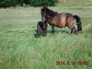 B&B / Chambres d'hotes Bienvenue a L'Andruere : photos des chambres