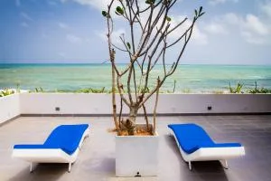 Lazy Koala - Pereliya