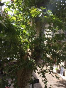 Appartements Studio Plaisance : photos des chambres