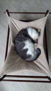 Cat Cafe & Stay Cultuss Home