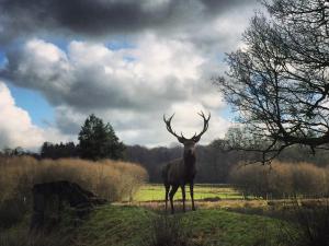 Lodges La Tiny du Parc : Saint Symphorien des Monts : photos des chambres