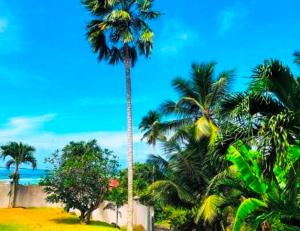 The Reef Palm