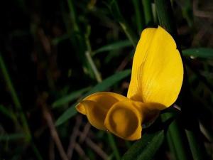 Ventania Altos