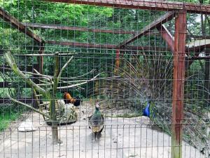 Pension Casa Vanatorilor