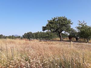 B&B / Chambres d'hotes Ferme de la Combe - The Goldy's Farm : photos des chambres