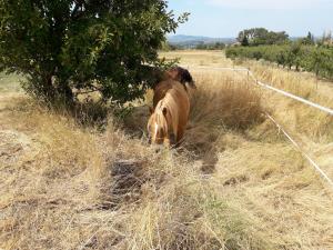 B&B / Chambres d'hotes Ferme de la Combe - The Goldy's Farm : photos des chambres