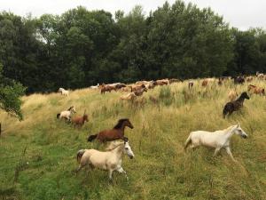 Ferienhaus am Waldrand