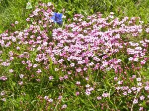 Apartma Cvetek, Srednja vas 133 - Srednja Vas v Bohinju