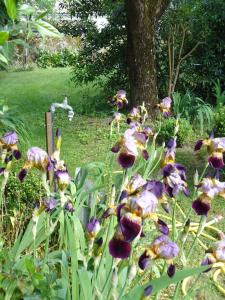 Le Clos d'Iris photo 6