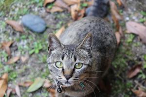 Miyajima Guest House Mikuniya