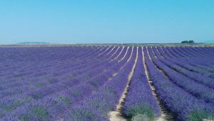 Appart'hotels Sweet Home studio Aix en Provence, terrasse, piscine, resto, : photos des chambres