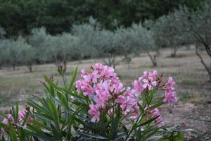 Appartements Moulin des Gypses Gite Les Pierres Blanches, Ventoux : photos des chambres
