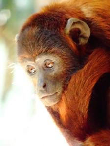 Villa Hermosa de Tambopata Casa Hospedaje & Hostel