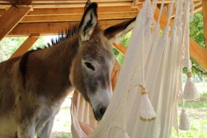 Lodges Ecolodge Beauregard : photos des chambres