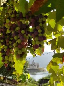 Cherry flower ( Trešnjin Cvet ) apartment - 维舍格勒