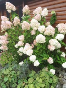 Blockhausperle im Grunen