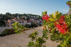 Amaryllis family residence