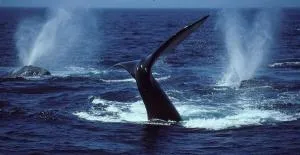 3 Marina Palms, Woodgrange-on-sea - Hibberdene