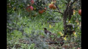 Green Peace Bheemeshwari