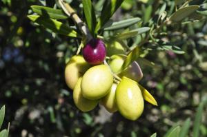 B&B I Graniti Sardi img68