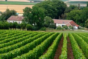 B&B / Chambres d'hotes L' Ecrin des vignes : photos des chambres