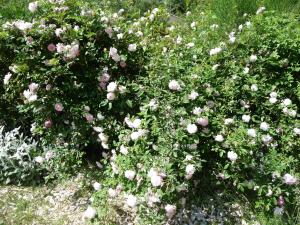 Maisons de vacances Le Mille Fleurs : photos des chambres