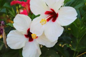 Casa Dror Gran Pacifica Resort