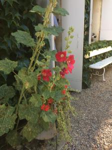 Le Clos d'Iris photo 12