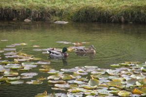 Chalet centaurée - Rémy HEROLD