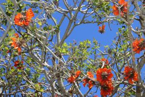 Coral Tree SelfCatering