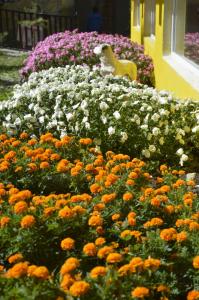 Juliettas Family Restort-Tsemi