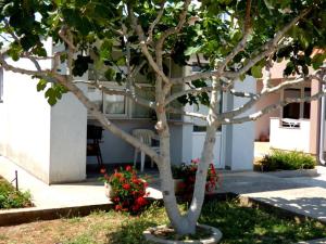 Apartments Branko Nin