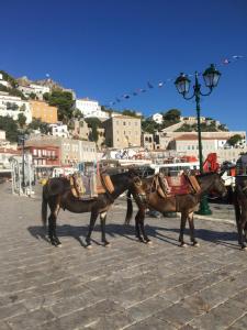 On the port Hydra 1